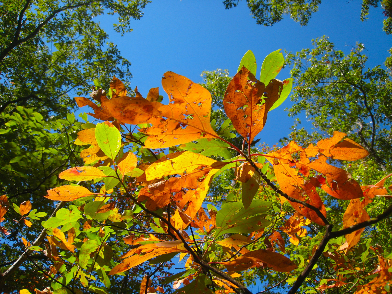 Plant foliage viewed from below against the sky