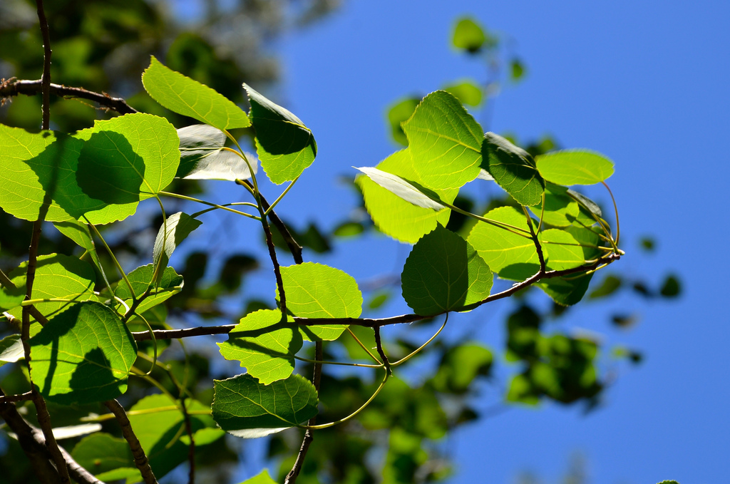 Sunlit plant foliage against a clear sky