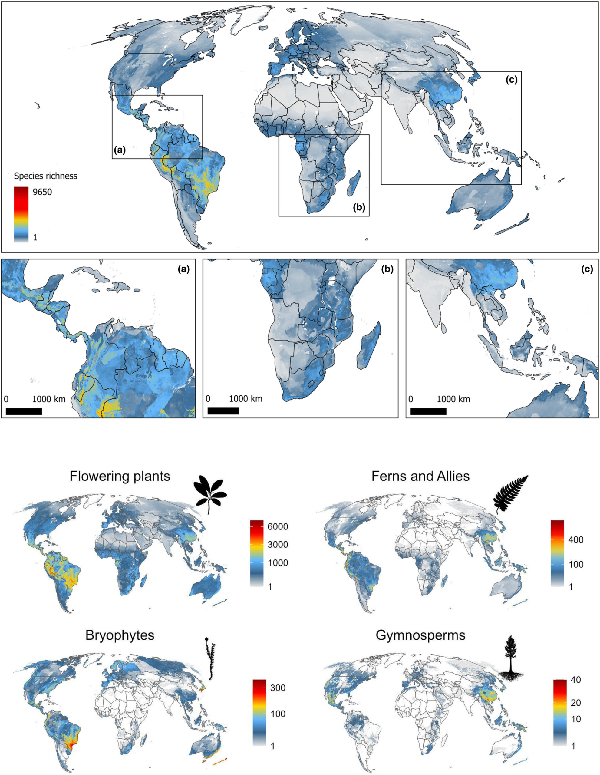 Global maps of modeled plant species richness derived from BIEN range products.